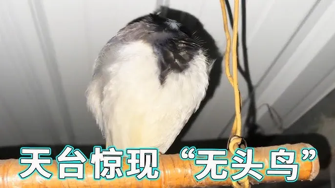 SPARROW - Headless Observer